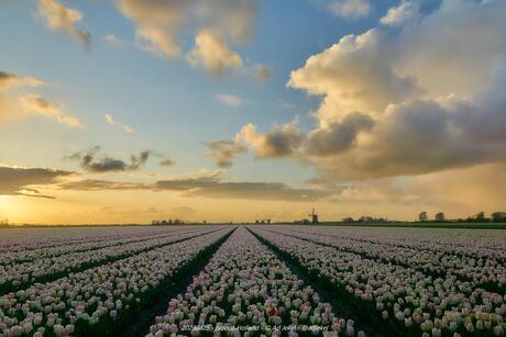 Noord-Hollandse tulpenveld voor de zonsondergang