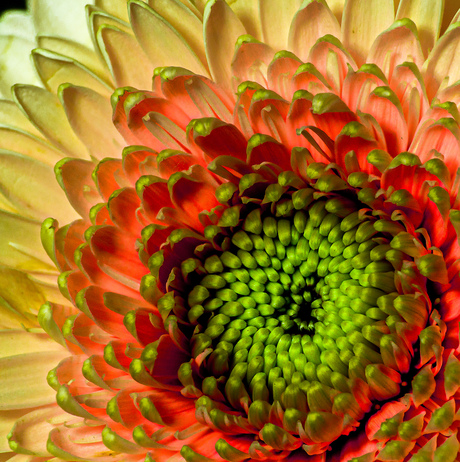 Inside a gerbera 