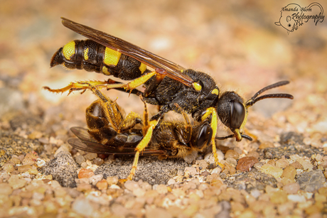 Groefbijendoder - Cerceris rybyensis