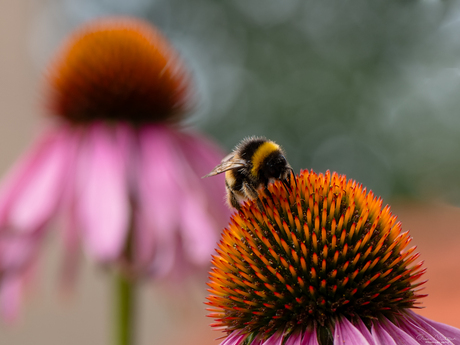 Hommel op de zonnehoed, Echinacea purpurea