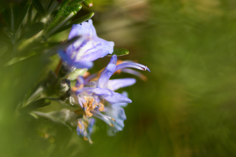 Rosemary flower