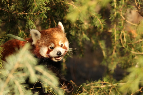 Kleine rode panda