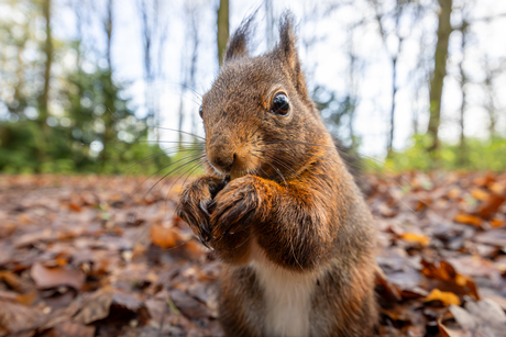 Nieuwsgierige eekhoorn in zijn omgeving