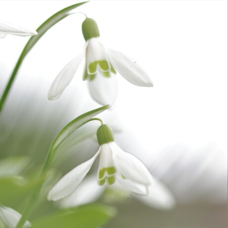 sneeuwklokjes