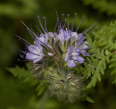 Phacelia