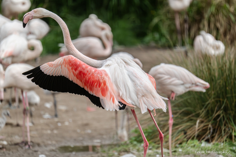 Flamingo .