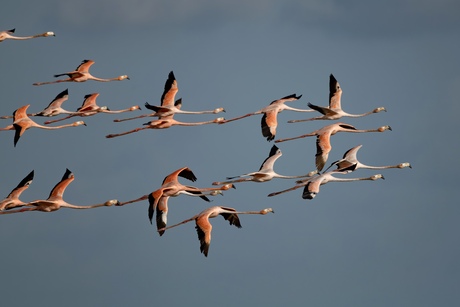  Caribische Flamingo’s 