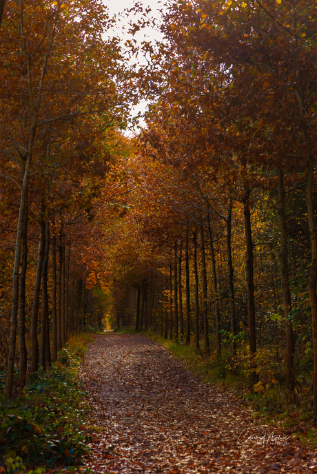 De laatste herfstkleuren..