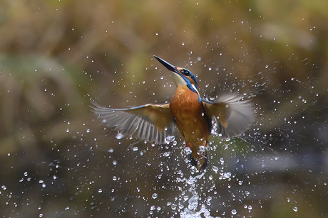 Ijsvogel