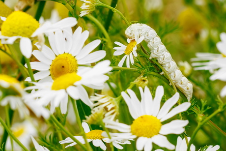 Rups van de Kamillevlinder