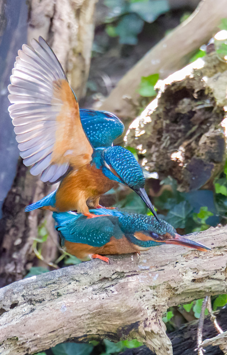 Kingfishers