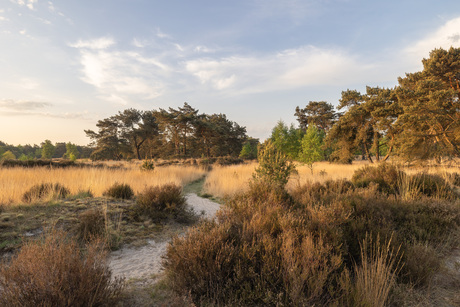 Een lenteochtend in de Kalmthoutse heide