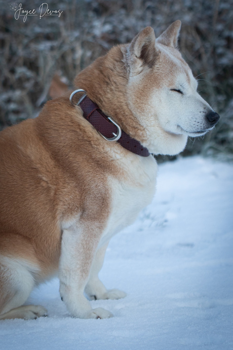 " Zennn in de vrieskou "