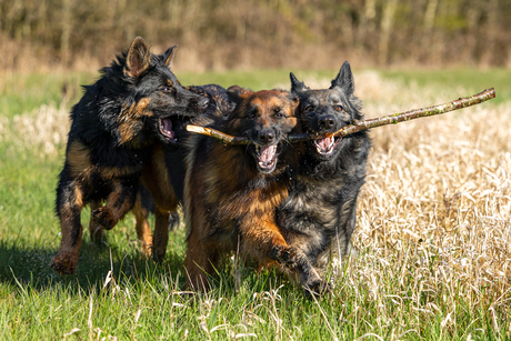 Happy German shepherds 