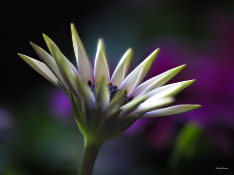 Spaanse margriet