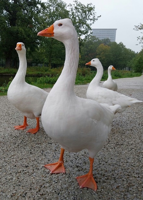 Witte ganzen 