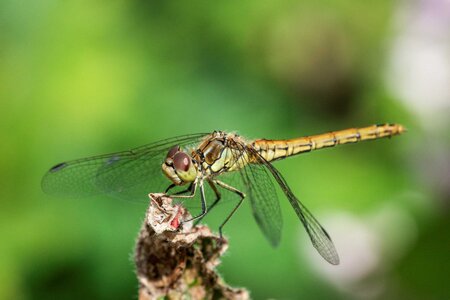 Libel op stronk. - Libel op stronk tussen al het groen. - foto door netty9 op 08-05-2025 - locatie: Appingedam, Nederland - deze foto bevat: libel, macro, natuur, insect, odonata, geleedpotige, groente, geel, libel, vleugel, van dichtbij, macrofotografie, ongedierte
