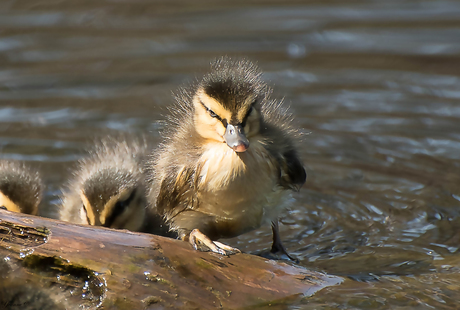 Angry bird