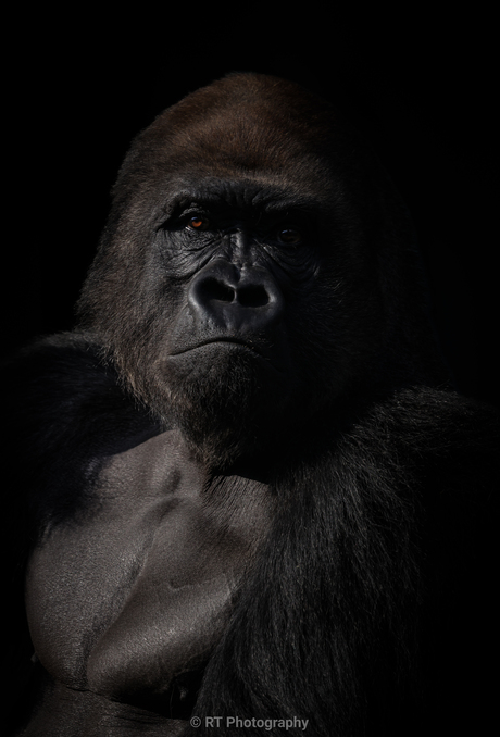 Gorilla