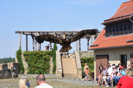 Vogelshow Burg Falkenstein. 
