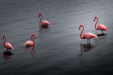 Flamingo party