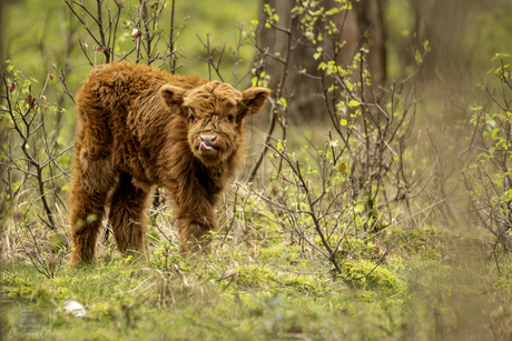 Kleine ontdekkingsreiziger, nieuwsgierig, speels en vol leven