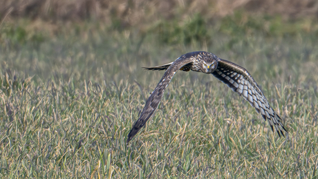 Blauwe kiekendief ♀️