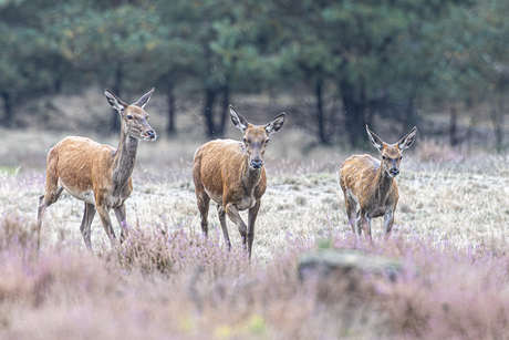 de drie hindes