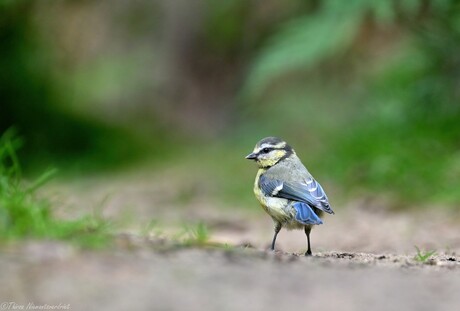 Blue Tail