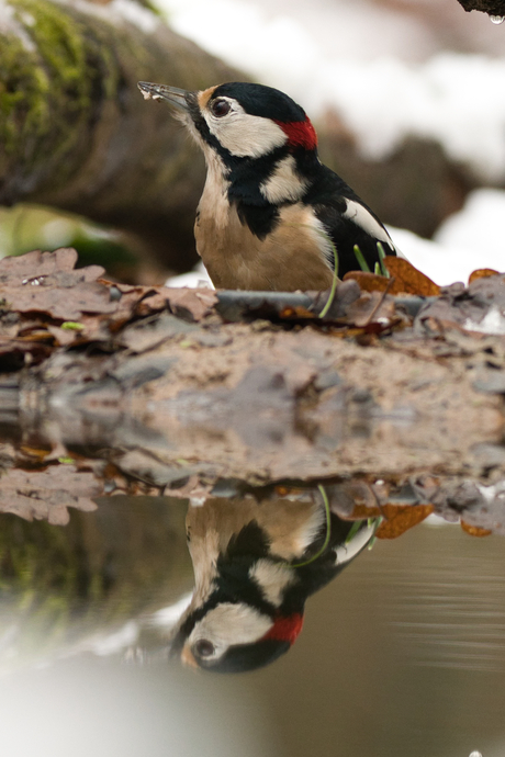 spiegeling grote bonte specht