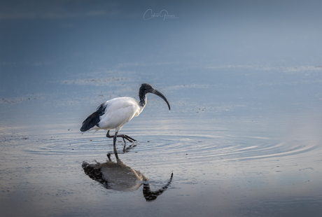 African Sacred Ibis- Heilige Ibis