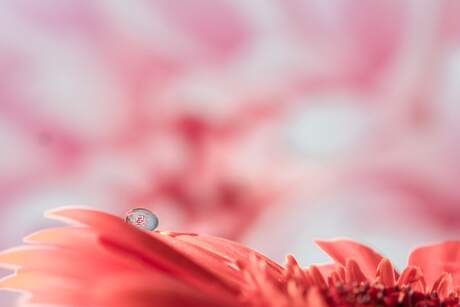 Roze gerbera