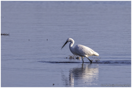 Kleine Zilverreiger