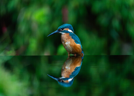 ijsvogel met reflectie