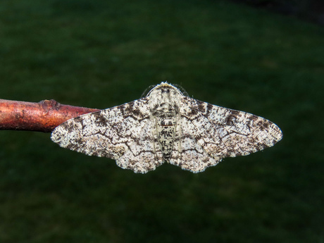 Peper en zoutvlinder