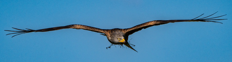 WildLife