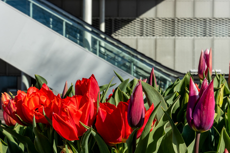 The Tulips by the escelator.