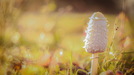 Paddestoel met bokeh 