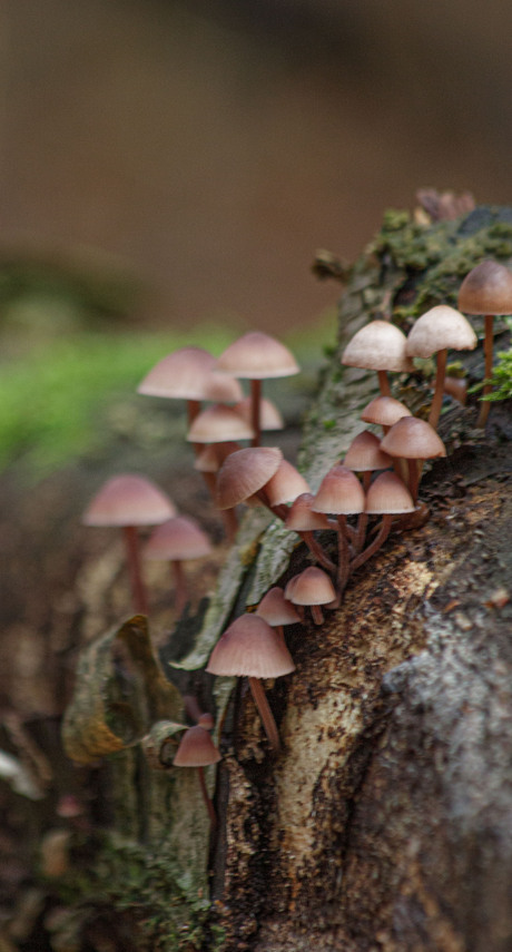 nog zo'n gezin zwammen