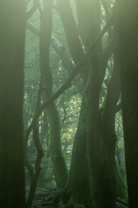 Dansende bomen