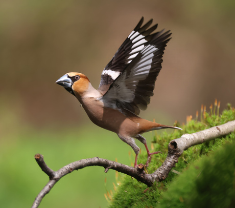 Appelvink 