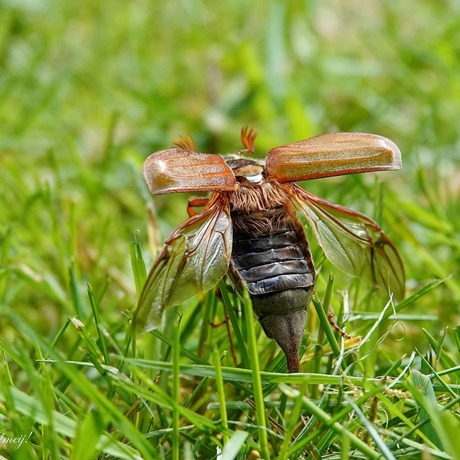 De meikever houdt het voor gezien!
