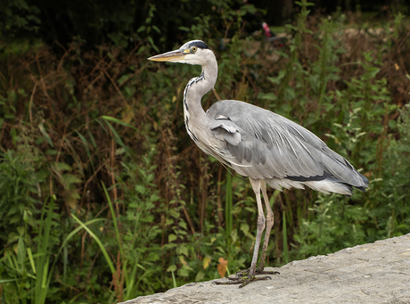 Amsterdam Reiger