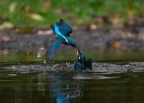 Vechtende ijsvogels