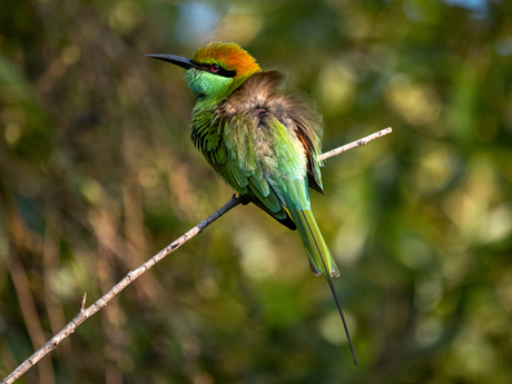 Groene bijeneter