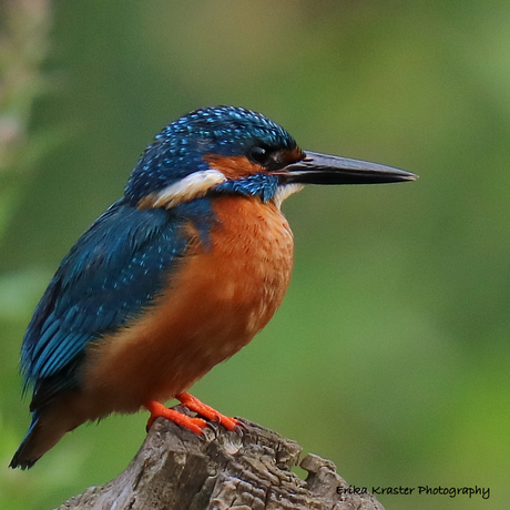 Kingfisher, Alcedo atthis - IJsvogels (Alcedinidae)