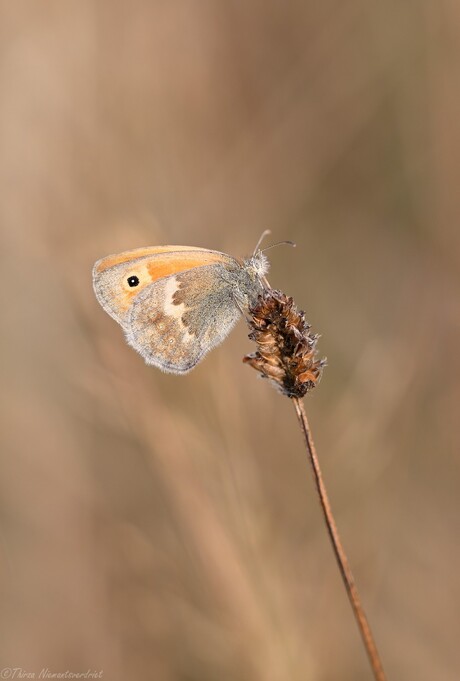 Small Heath