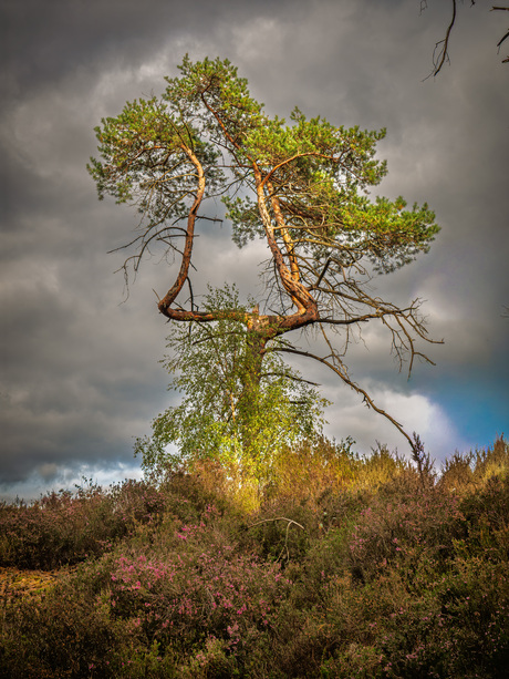 Genietend van de zon