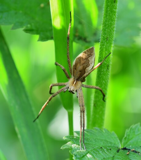 Kraamwebspin.