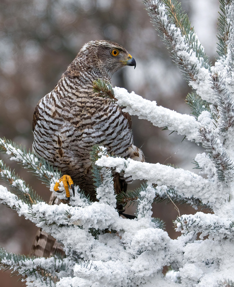 Winter in Nederland